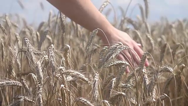 两段用手抚摸小麦的视频，真正的慢动作视频素材