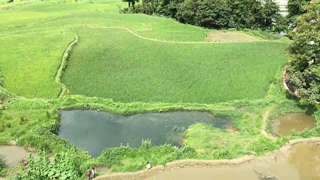 时间流逝:在中国的鸳鸯，绿油油的梯田里，有风，有云视频下载