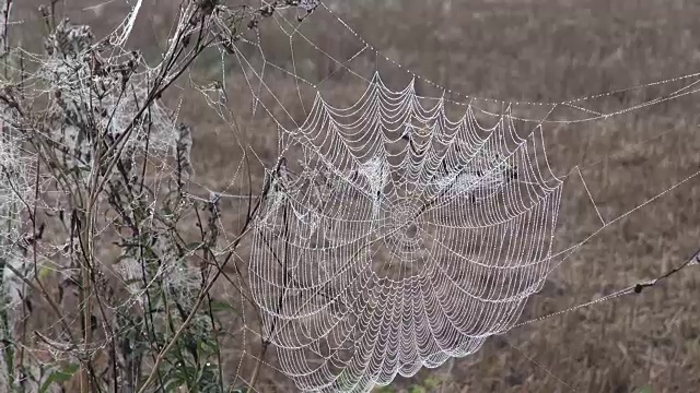 露了蜘蛛网视频素材