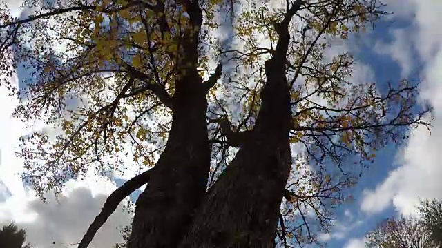 天空映衬着泛黄的枫树，时光流逝视频素材