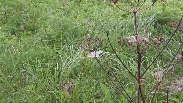 露了蜻蜓视频素材