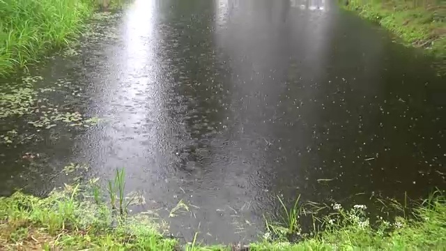 雨落在池塘上视频素材