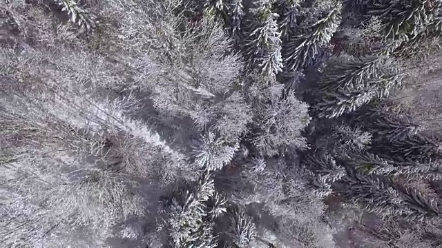 天线:在冬日仙境中，高大的松树覆盖着皑皑白雪视频素材