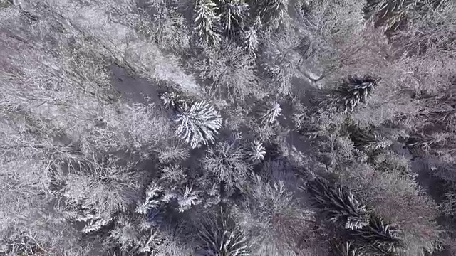 鸟瞰图:葱郁的松树覆盖着冬日仙境里的白雪视频素材