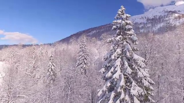 从空中俯瞰，近距离观察:冰柱悬挂在冬季仙境茂盛的云杉上视频素材