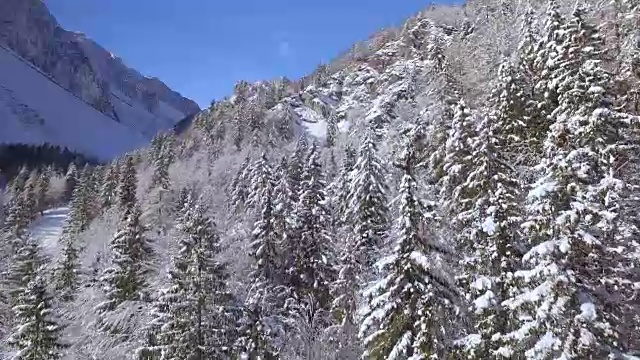 天线:白雪皑皑的小山和覆盖着新雪的高大树木视频素材