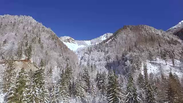 天线:在冬季仙境中，在生长在大山上的白雪树上飞行视频素材