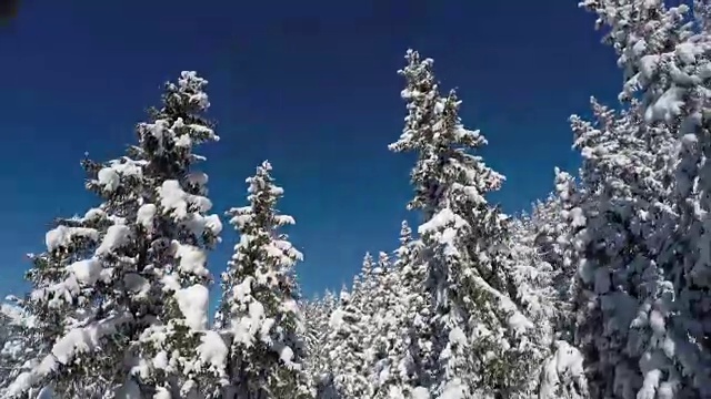 鸟瞰图:新鲜的白雪覆盖着郁郁葱葱的松树和山麓视频素材