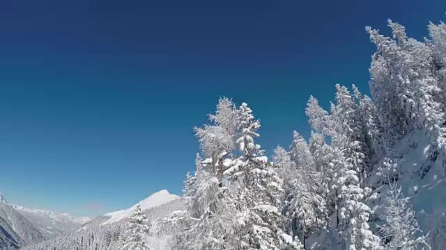 天线:新鲜的白雪覆盖着沉睡的树木和陡峭的山坡视频素材