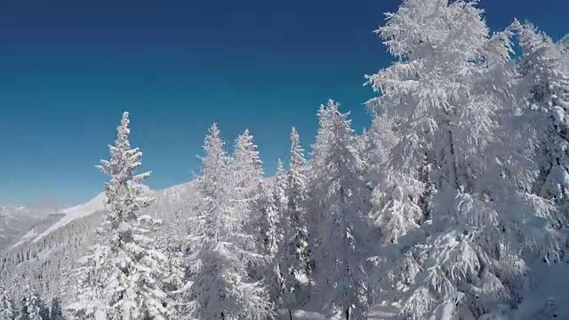 天线:新鲜柔软的雪覆盖着沉睡的树木和陡峭的山坡视频素材