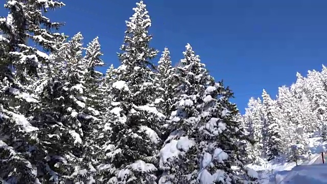 天线:新鲜柔软的雪覆盖云杉和陡峭的山坡视频素材