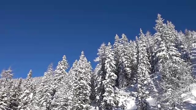 天线:新鲜的白雪覆盖云杉和陡峭的山坡视频素材