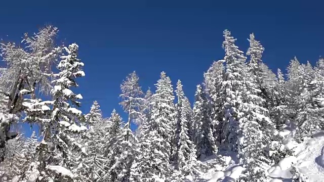 天线:新鲜的雪毯覆盖云杉和陡峭的山坡视频素材