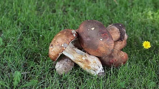 绿色草地上的牛肝菌视频素材