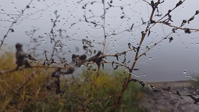 清晨的蜘蛛网上有露珠。视频素材