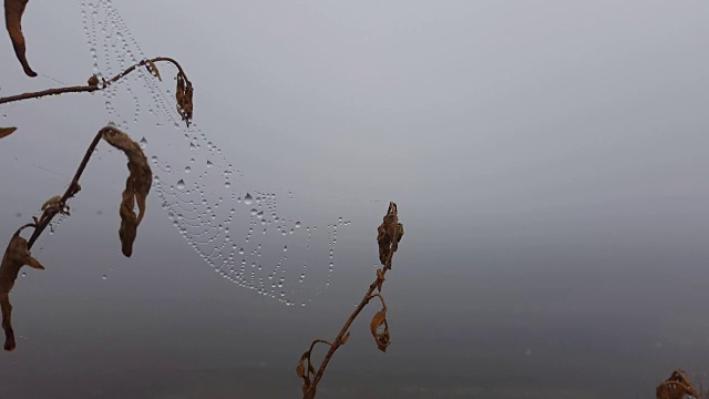 清晨的蜘蛛网上有露珠。视频素材