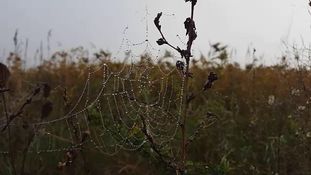 清晨的蜘蛛网上有露珠。视频素材