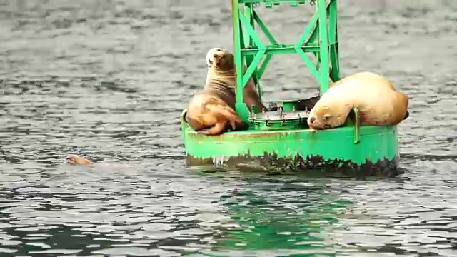 海狮沉睡海洋浮标复活湾海洋野生动物视频素材