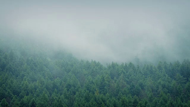 迷雾森林景观时光流逝视频素材