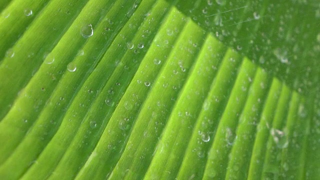 慢镜头雨点落在芭蕉叶上视频素材