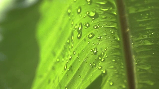 慢镜头雨点落在芭蕉叶上视频素材