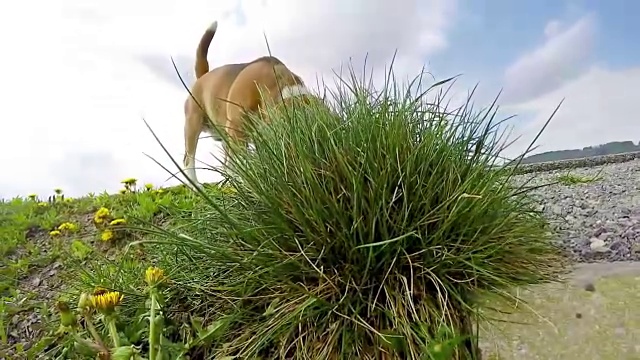 春天散步时，一只小猎犬嗅着地面的慢镜头视频素材