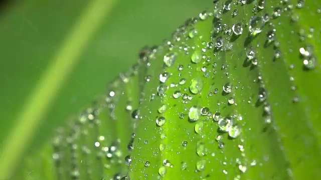 慢镜头雨点落在芭蕉叶上视频素材