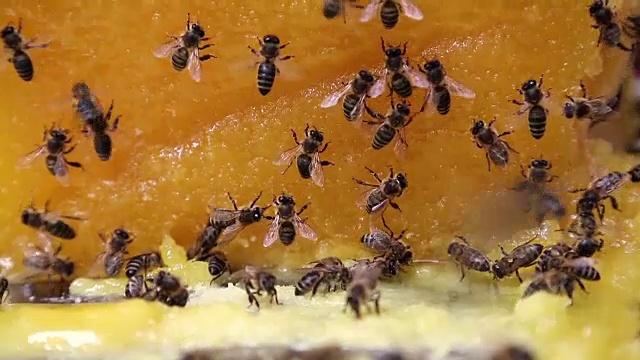 蜜蜂在大片黄花上采蜜视频素材