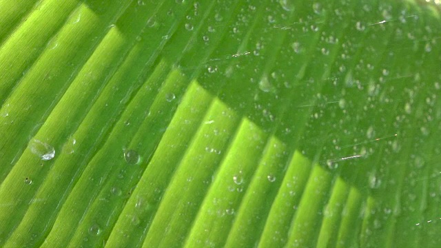 雨点落在芭蕉叶上的特写镜头视频素材