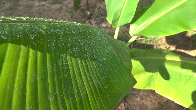 慢动作俯视图雨滴落在芭蕉叶视频素材