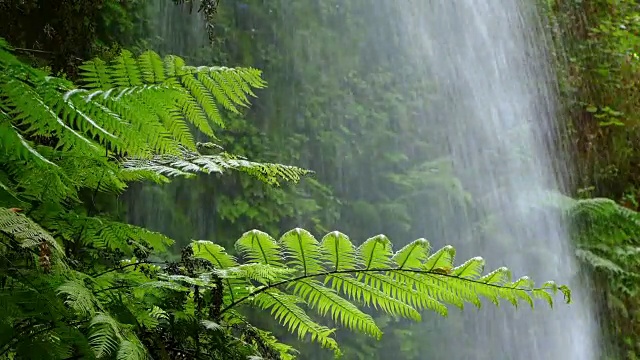 特写蕨类植物与背景水下降。视频素材