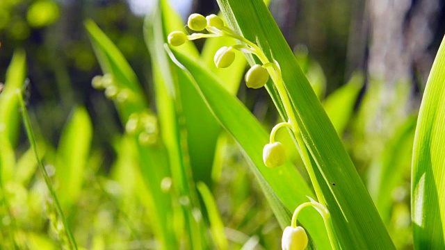 山谷里盛开的百合花，特写视频素材