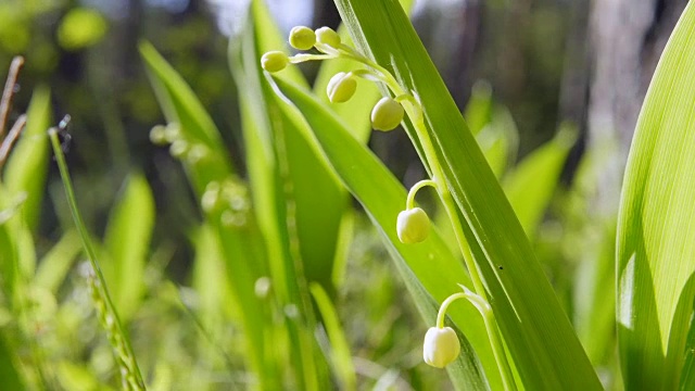 山谷里盛开的百合花，特写视频素材