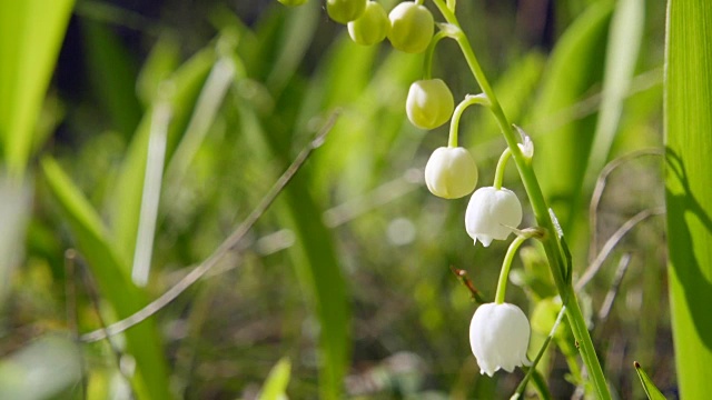 山谷里盛开的百合花，特写视频素材