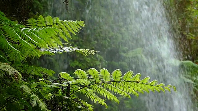 特写蕨类植物与背景水下降。慢动作视频素材