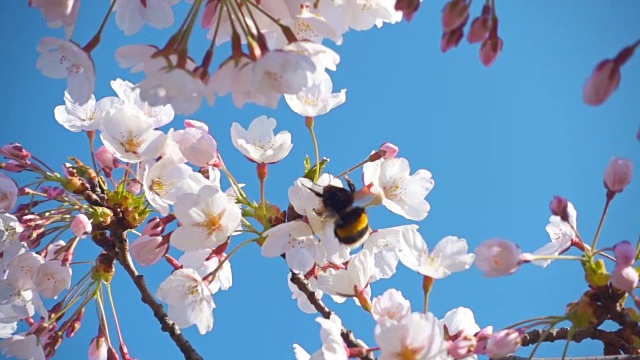 樱花和大黄蜂，慢镜头视频素材