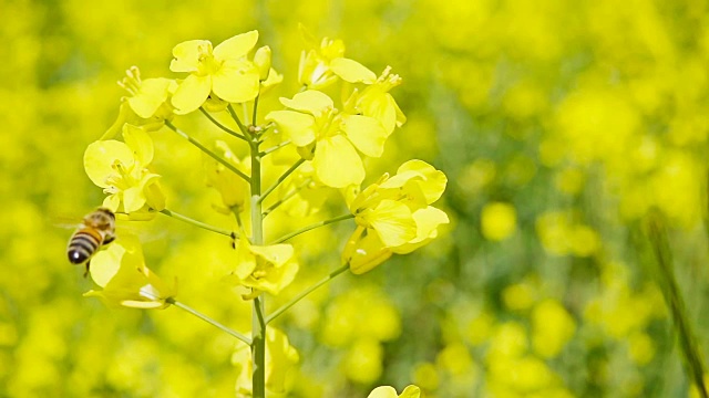 蜜蜂和油菜花，慢镜头视频素材