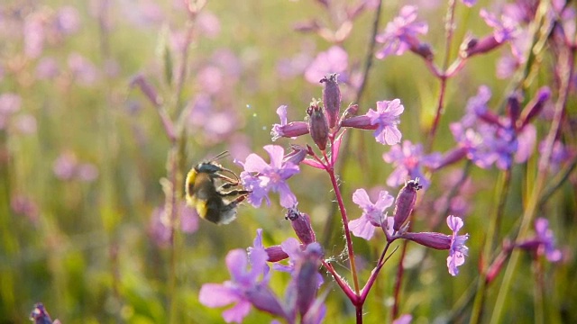 大黄蜂从粉红色的花朵上采集花蜜，慢镜头视频素材