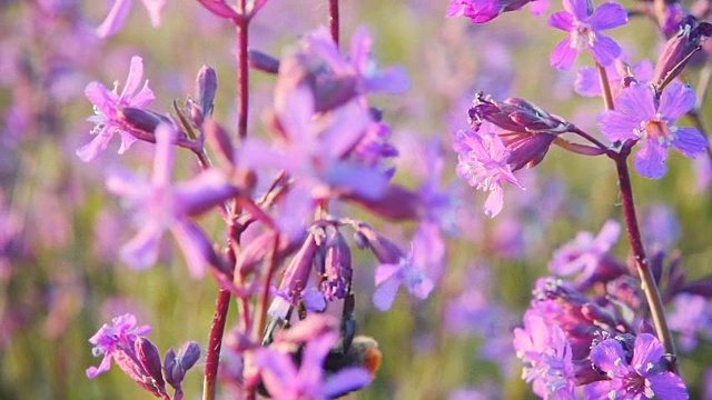 大黄蜂从粉红色的花朵上采集花蜜，慢镜头视频素材