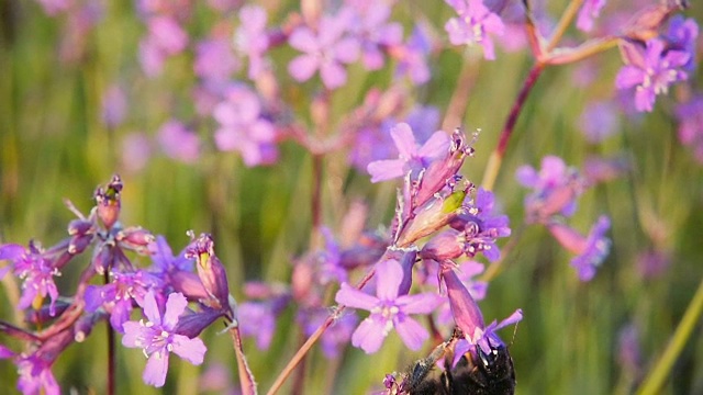 大黄蜂从粉红色的花朵上采集花蜜，慢镜头视频素材