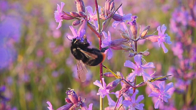 大黄蜂从粉红色的花朵上采集花蜜，慢镜头视频素材