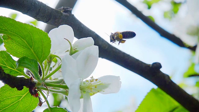 一只蜜蜂在苹果花上采集花粉，慢镜头视频素材