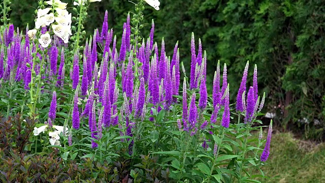 鼠尾草花，鼠尾草田背景视频素材