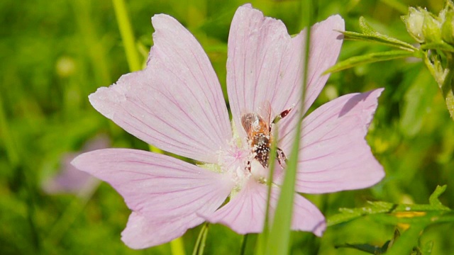 蜜蜂采集花蜜，慢镜头500fps视频素材