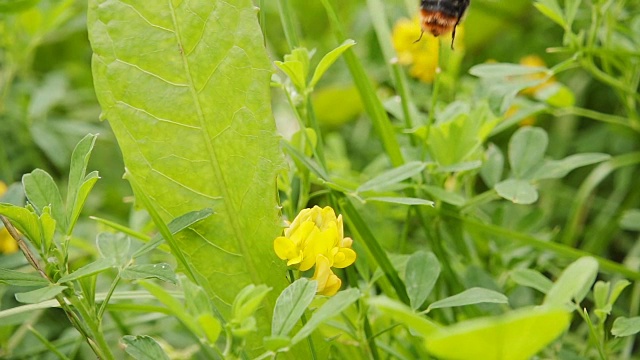 大黄蜂采集花蜜，慢镜头500fps视频素材