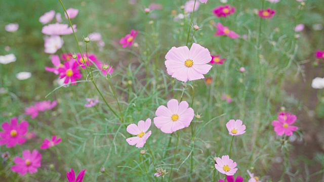 宇宙之花，在日本东京的秀田基宁公园视频素材