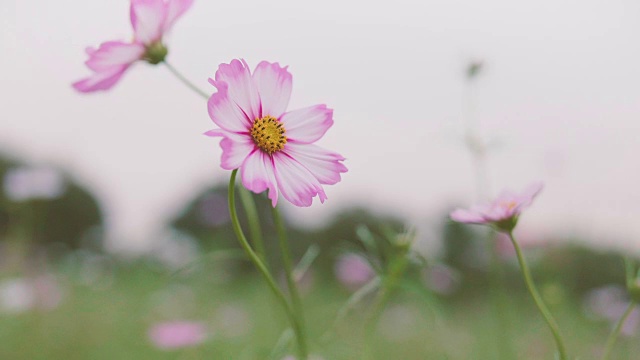 宇宙之花，在日本东京的秀田基宁公园视频素材