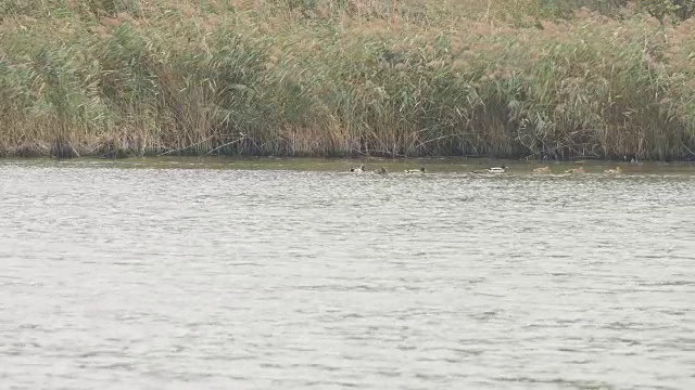 鸭子在池塘里休息视频素材