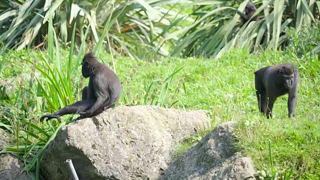 两只西里伯冠猕猴或黑猿在闲逛视频素材