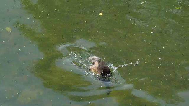 一只小傻瓜在湖水上潜水视频素材